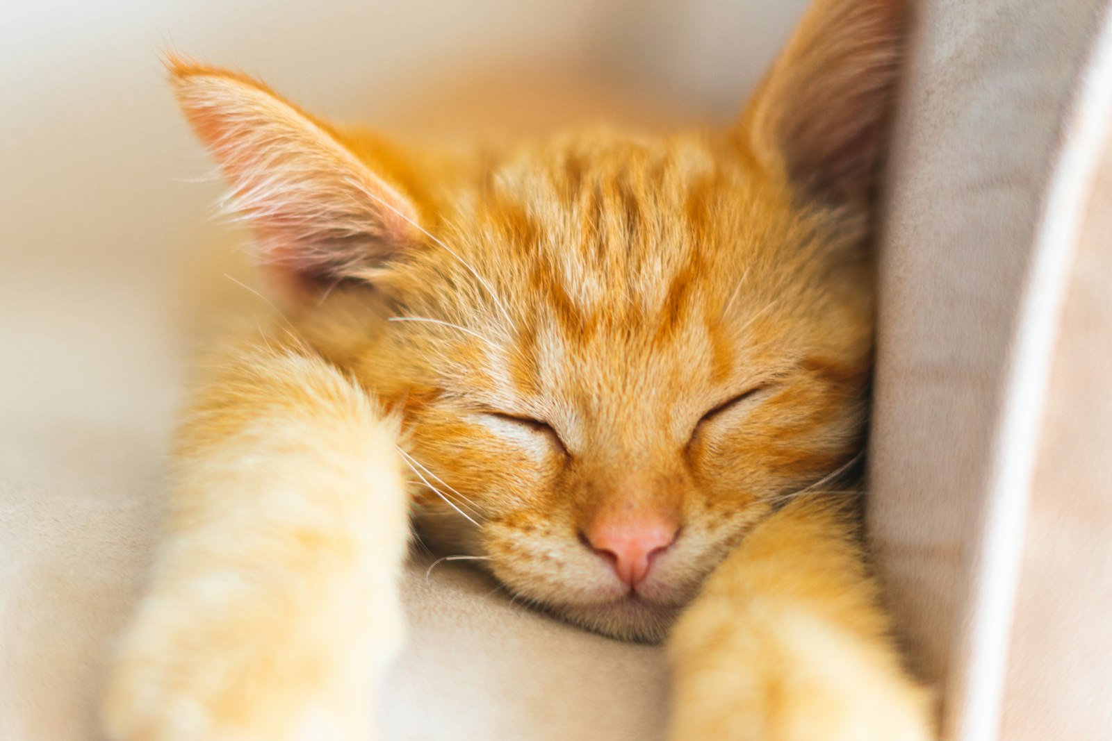 A ginger cat asleep and settled on a sofa