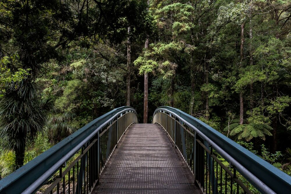 A footbridge leading into dense green forest