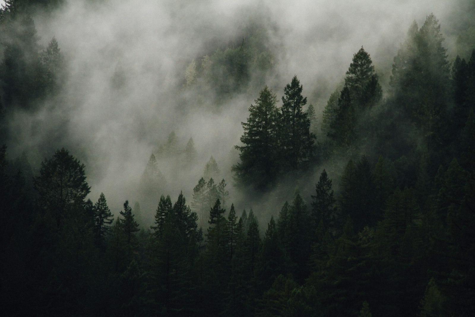Mist drifting over a quiet forest
