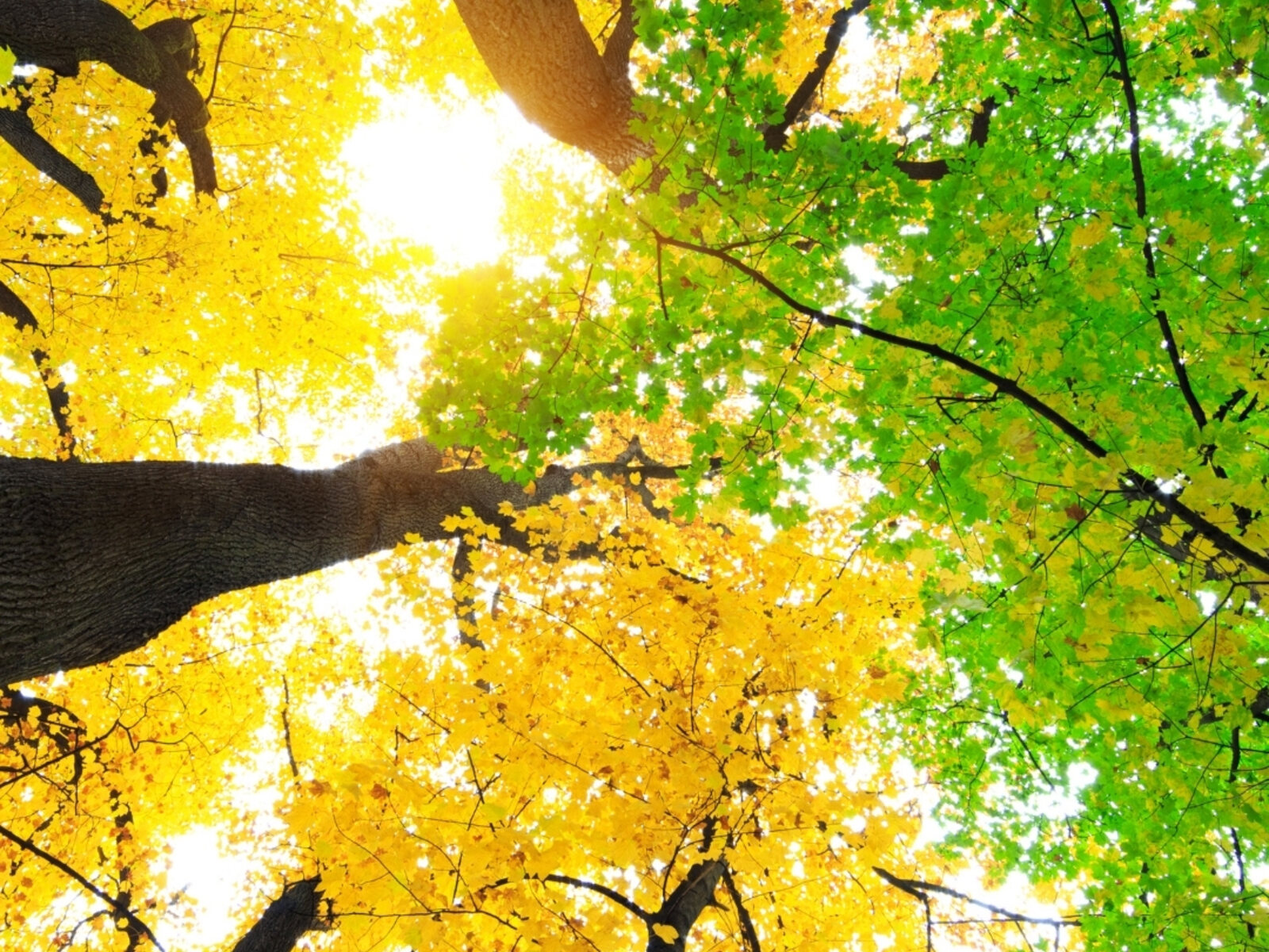Looking up through a canopy turning from green to gold